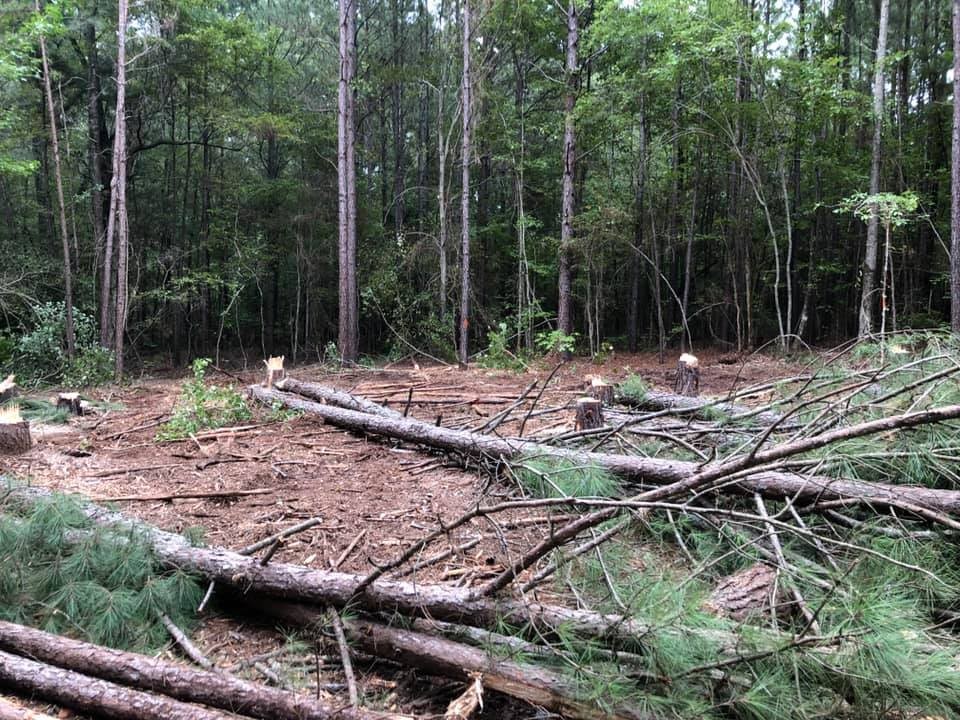 Forestry Mulching<!--StartFragment--> in East Texas<!--EndFragment-->